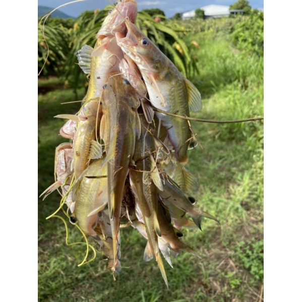 Mồi thuốc cá lăng cá da trơn 500gam