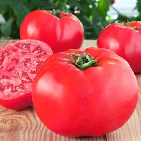 Hạt Giống Cà Chua Quả To Ấn Độ  - Ngon , Qủa TO Dễ Trồng - MUA 3 TẶNG 1 CÙNG LOẠI KHUYẾN MẠI TRONG 1 NGÀY