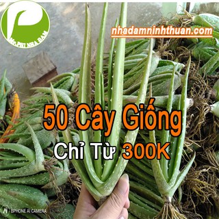 50 Cây Nha Đam Giống Thái Aloe Vera ( Cây cao từ 20 - 30Cm ), Lô hội Cây Giống Nha Đam To Khỏe, Năng Suất Cao