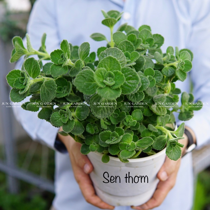 Cây Sen Thơm Nhất Mạt Hương, Cây Đuổi Muỗi Dễ Trồng Và Chăm Sóc