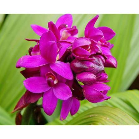 Chu đinh lan cây hoa trong bầu – Gửi cây như hình
