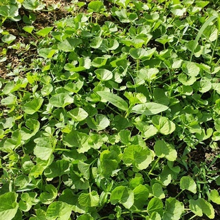 Hạt giống rau má (Rado 157) gói 1gr