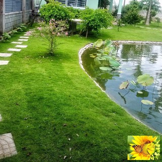 100 - HẠT GIỐNG CỎ NHUNG NHẬT