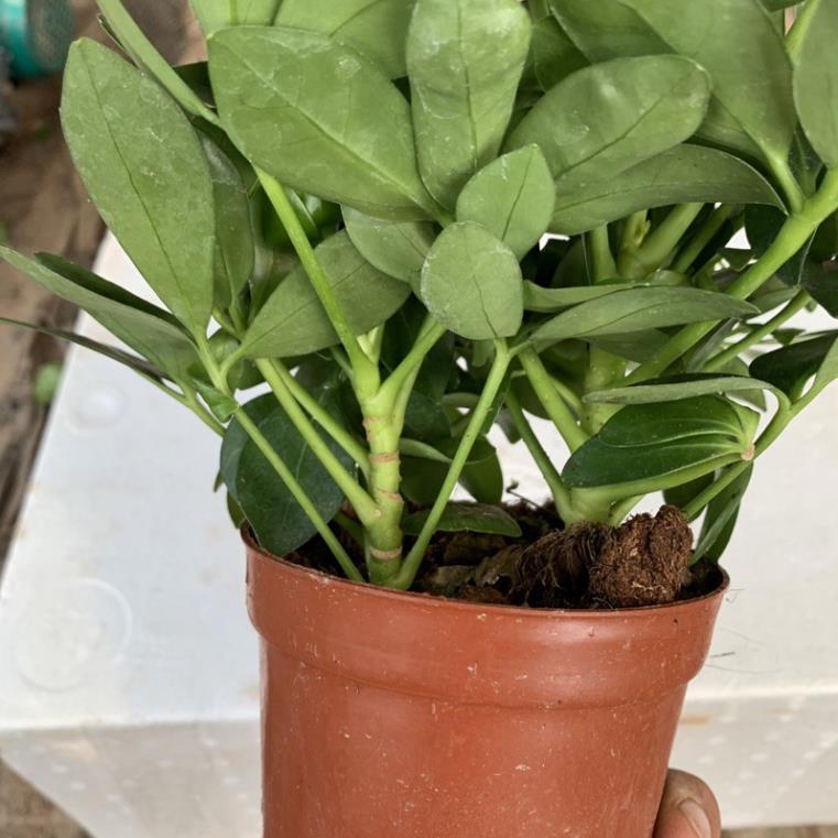 A Cây Ngũ Gia Bì để bàn cao 15cm, cây có khả năng đuổi muỗi rất tốt, trồng để bàn làm việc, văn phòng, decor cửa hàng