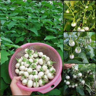 Hạt Giống Cà Pháo Trắng Chất Lượng, Năng Suất Cao 1 gói 2gram