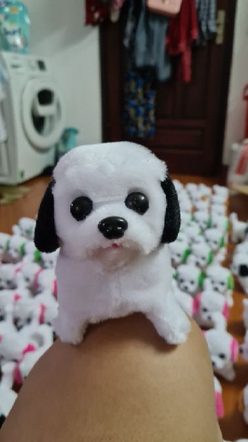 Chó bông biết kêu bibi biết đi biết vẫy đuôi dễ thương