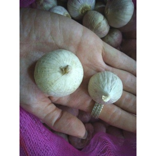 1kg tỏi tươi loại 1 làm tỏi đen