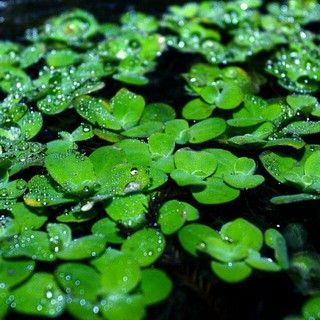 bèo cái thủy sinh nuôi cá-12pcs