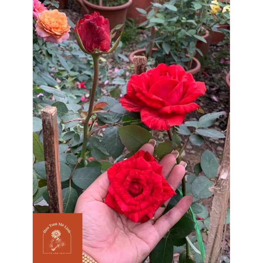 Hoa hồng bụi Red Intuition rose đỏ sọc đột biến-HoaTuoiMeLinh