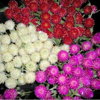 Hạt Giống Hoa Cúc Bách Nhật Mix ( Gói 100 hạt ) - STHG2