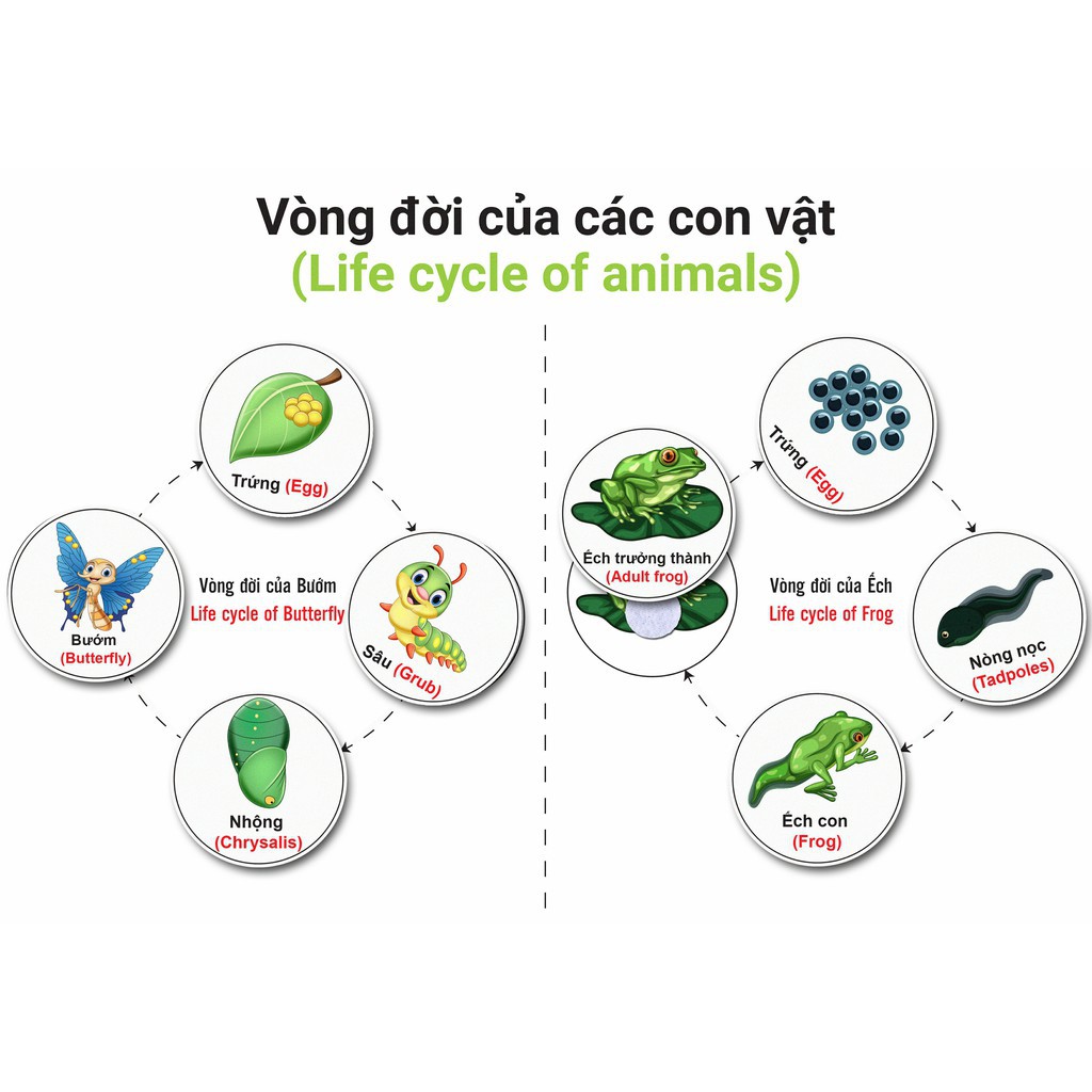 Montessori - Học Liệu Dính Dán Song Ngữ Anh &amp; Việt- Matching Book (Monsi Edu)