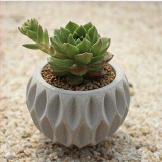 Chậu cây xi măng - cement pots