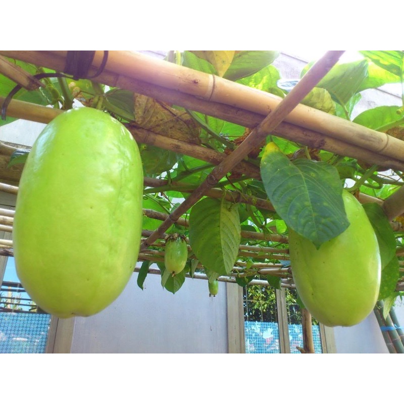 HẠT GIỐNG DƯA TÂY  - 5 hạt/ gói