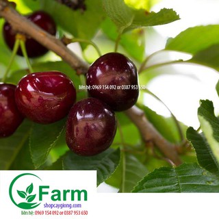 cây cherry brazil chịu nhiệt