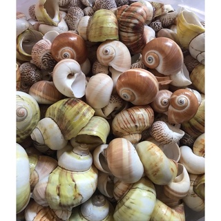 Vỏ ốc mượn hồn