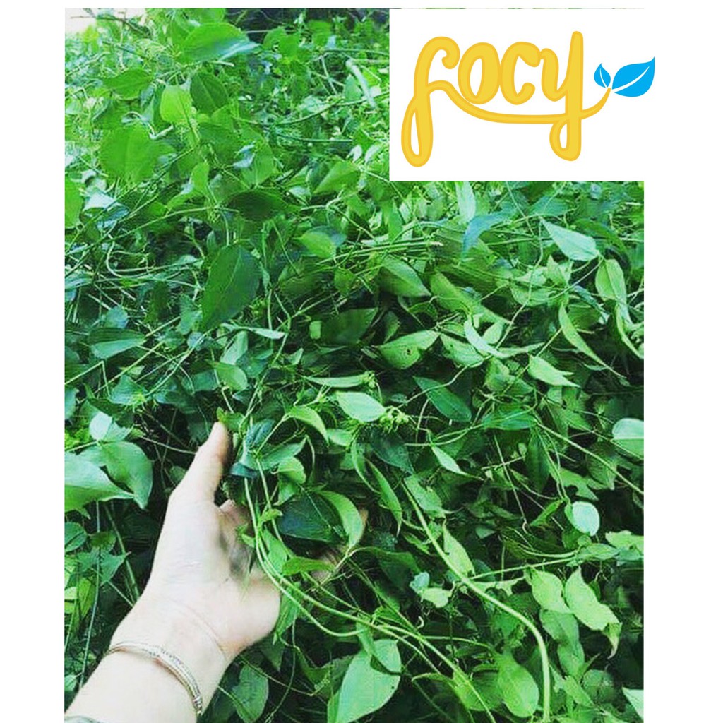 Chè vằng lợi sữa túi 1kg | BigBuy360 - bigbuy360.vn