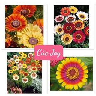 Hạt Giống Hoa Cúc Chi Hạt giống hoa cúc Joy, Sao nhái cầu vồng nhiều màu