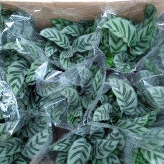 Cây đuôi công đủ loại