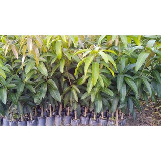 cây giống xoài úc