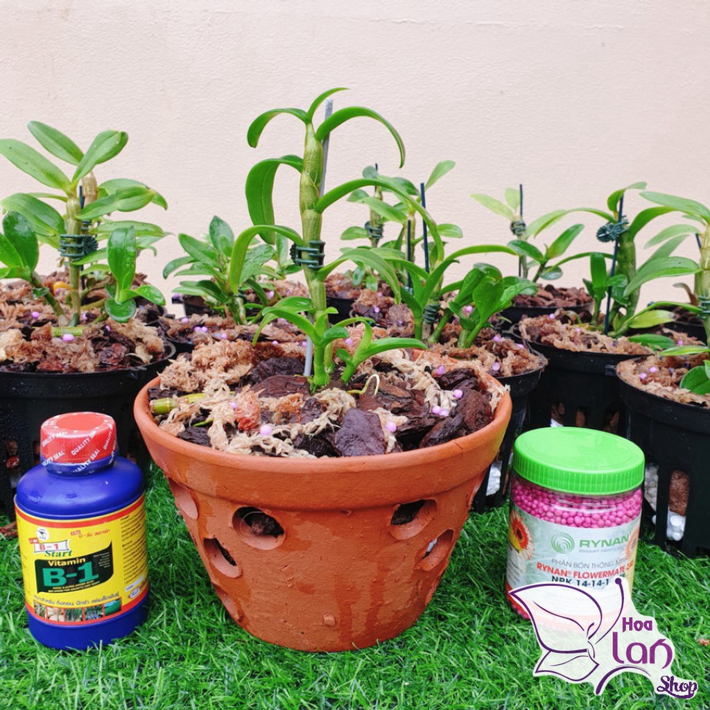 B1 Thái Lan ⚜️FREESHIP⚜️ Phân Bón Lá Cung Cấp Vitamin Cho Lan - Cây Cảnh 100ml
