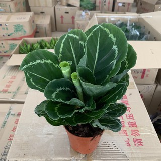 Cây đuôi công xanh để bàn cao 20cm, xum xuê nhiều nhánh lá xen kẽ, trang trí phong thủy nội thất mang đến tài lộc