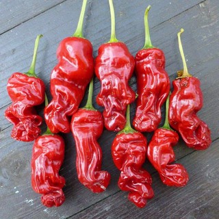 Hạt ớt CU TÍ Pepper 15H