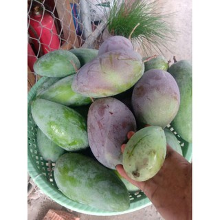 Xoài Đài Loan. 1kg.