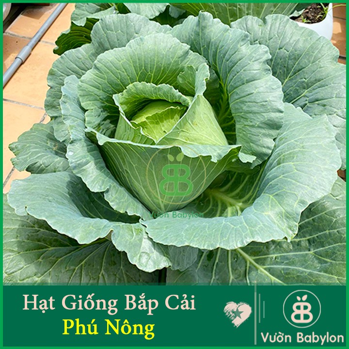 Hạt Giống Bắp Cải Xanh 0,3Gr Chịu Nhiệt, Năng Suất Cao