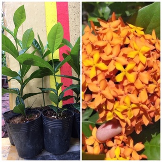 Bông Trang Mỹ Cam ( cây giống cao 40cm )