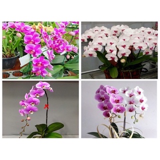 Hạt Giống Hoa Lan Hồ Điệp