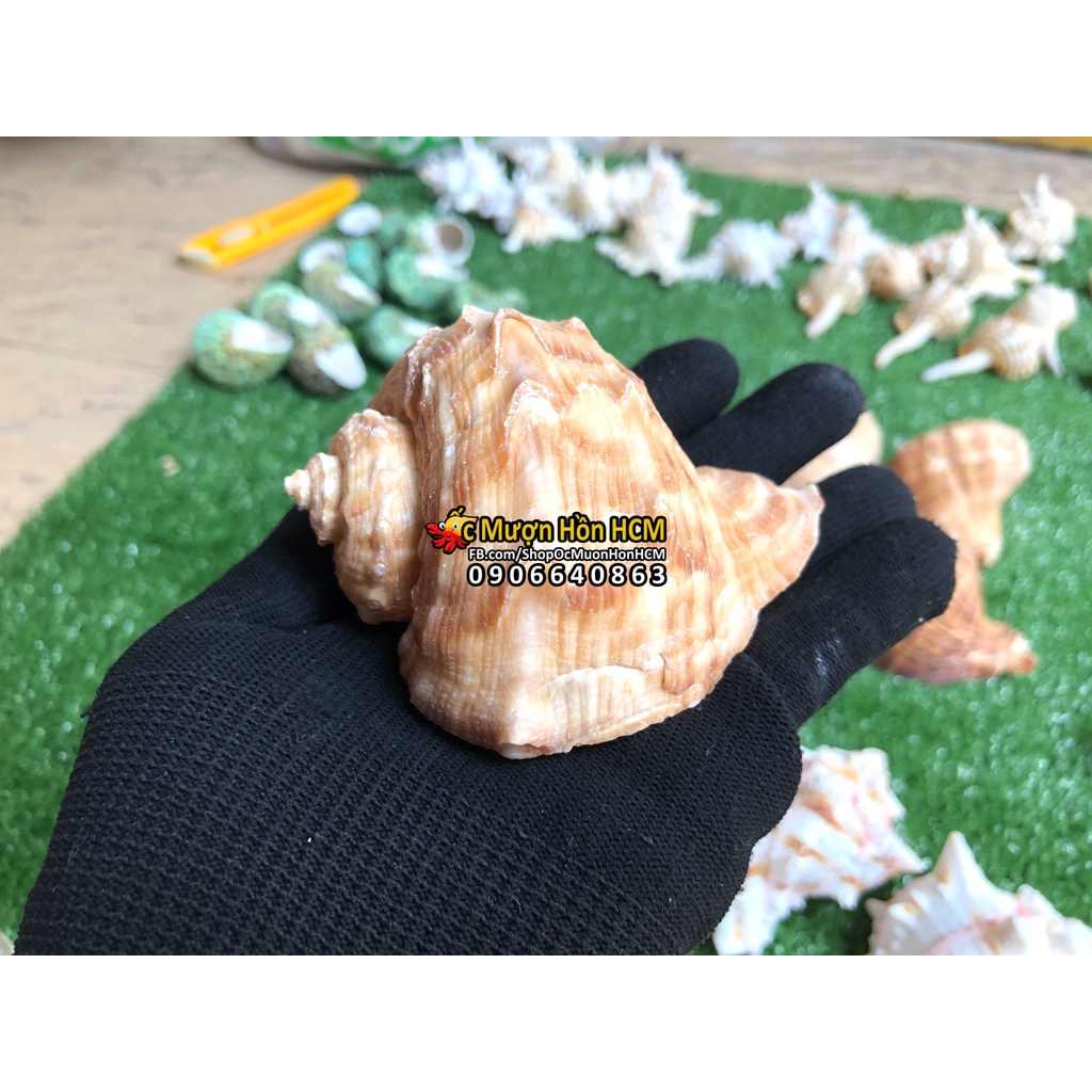 Chậu trồng cây để bàn phong cách đôc đáo, Vỏ Ốc Trái tim tự nhiên - trồng cây xương rồng, sen đá cảnh