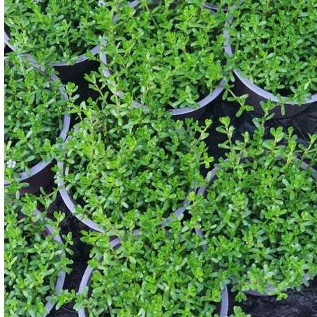 Rau chậu - Rau đắng TACY'S GARDEN 100% rau sạch nhà vườn trồng
