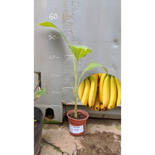 Chuối già lùn cấy mô