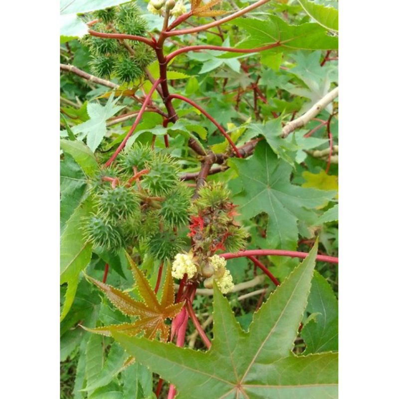 1KG Quả Thầu Dầu Tươi