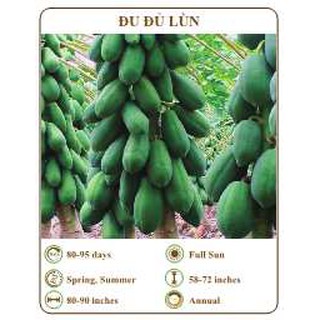 Hạt giống đu đủ lùn - THE XANH