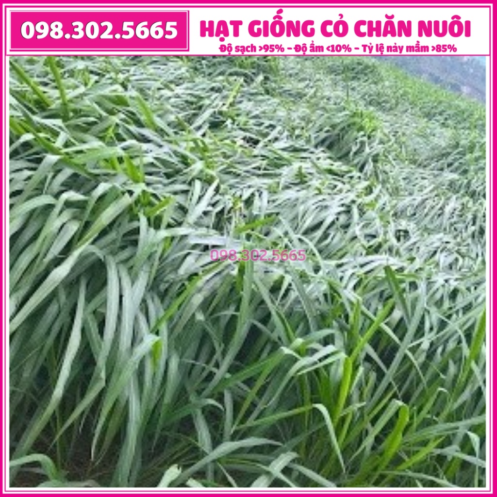 Combo 0,5kg cỏ xả Mobasa Ghine và 0,5kg cỏ Ngô Sudan Super BMR