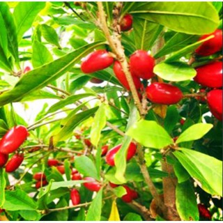 Cây giống cây thần kỳ -utnho