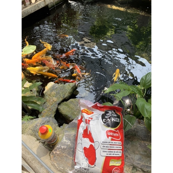 Men Vi Sinh Hồ Koi Bio Fish Koi