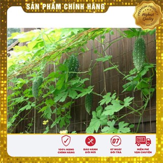 Hạt Giống Mướp Đắng( Khổ Qua) Thái Lan 10 Hạt