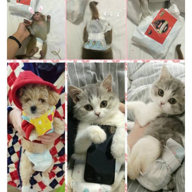 Tã Bỉm Vệ Sinh Dono Cho Chó Mèo - Phụ kiện thú cưng - ShopPetAz