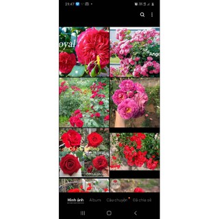 cây hồng dễ trần