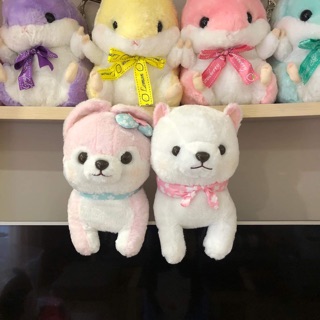 Chó shiba mùa xuân Amuse.