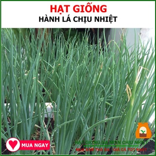 Hạt Giống Hành Lá Kobe Chịu Nhiệt 2gram