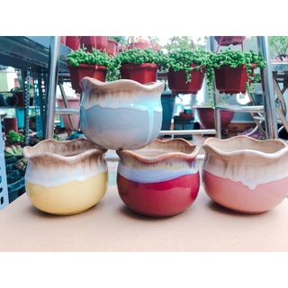 chậu sứ siêu kute trồng sen đá