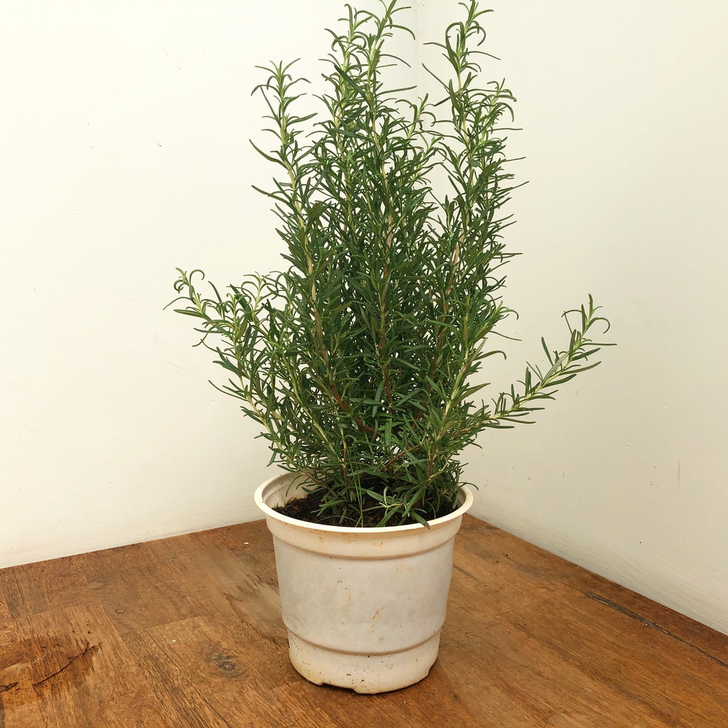 Cây hương thảo thơm đuổi muỗi, rosemarry, cây giống, cây hương liệu thảo mộc, cây gia vị Âu