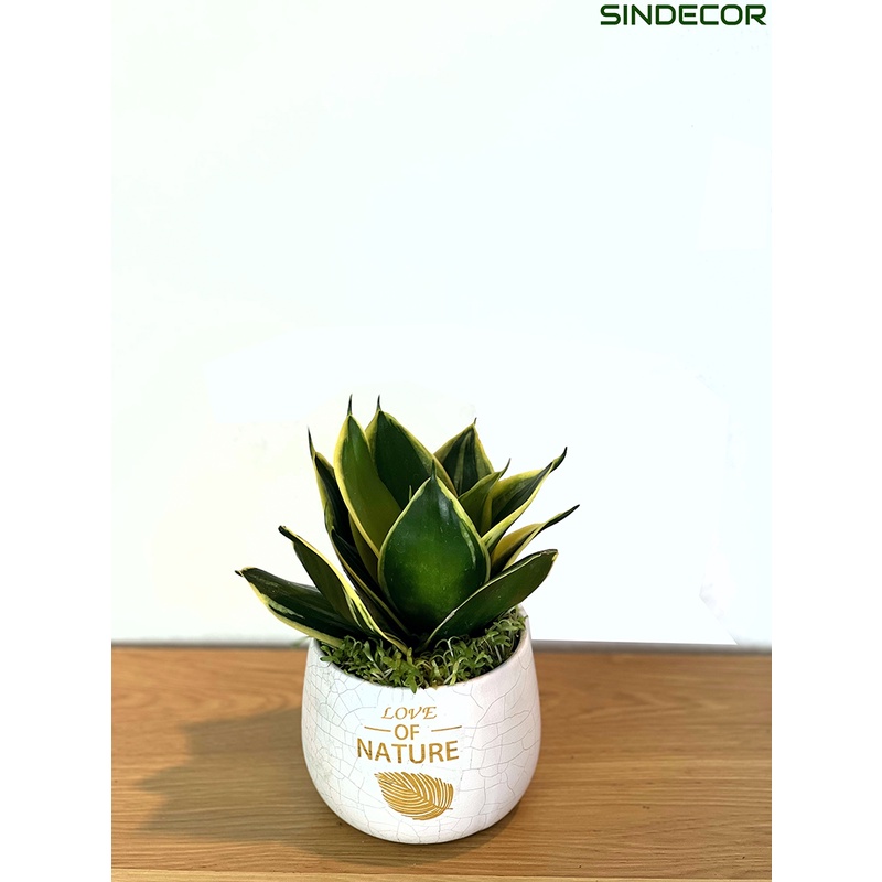 Cây lưỡi hổ thái mini để bàn kèm Chậu gốm tráng men, giao hoả tốc HCM - Sindecor