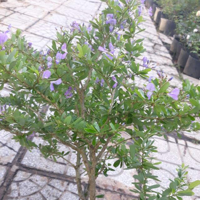 LINH SAM SIÊU HOA--HÀNG CÀNH CHIẾT