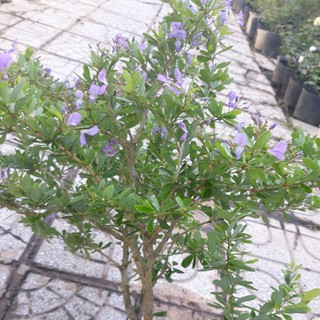 LINH SAM SIÊU HOA--HÀNG CÀNH CHIẾT