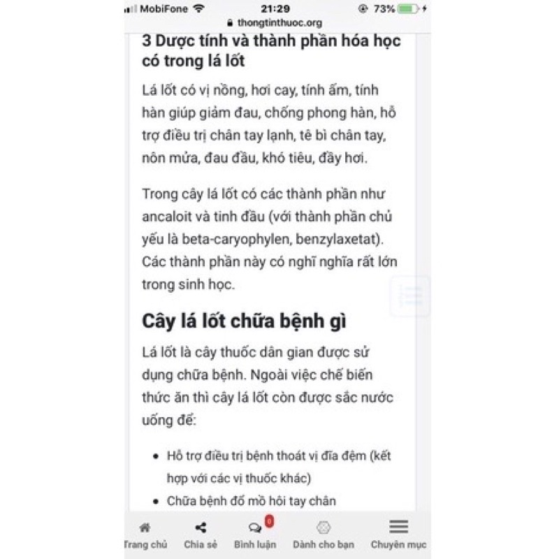 Combo Chậu gồm 5 cây lá lốt