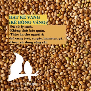 1KG | KÊ BÓNG VÀNG (hạt kê vàng).
